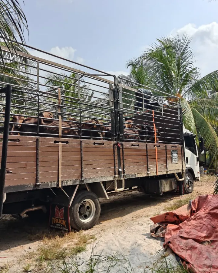 Lori membawa lembu dari ladang, di antara pokok kelapa